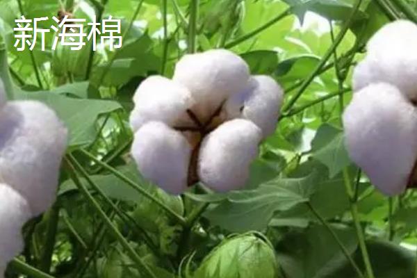 新疆棉花的品种，常见的有军海1号、新海棉等