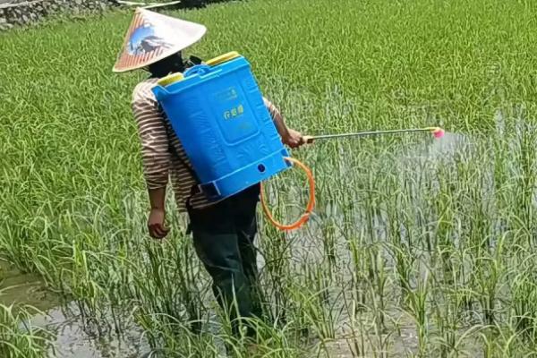 吡嘧苯噻酰有什么作用，可有效防除稗草、千金子、节节草等杂草