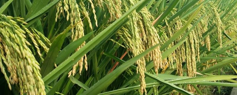 忠两优鄂丰丝苗水稻种子特点，秧田亩播种量8－10千克