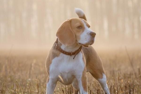 比格犬如何训练，包括禁吠训练、跳跃训练等