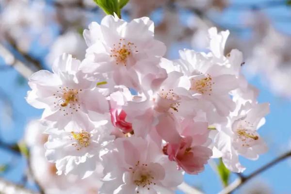 樱花的花语，寓意高雅、质朴纯洁的爱情