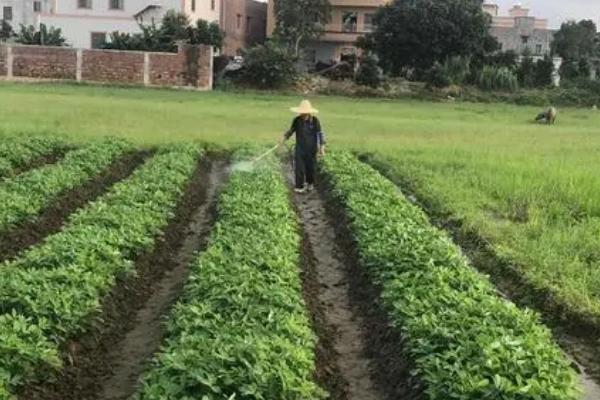 花生小飞虫用什么方法，可用肥皂水喷洒