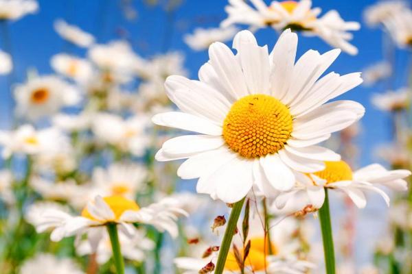 小菊花的种类，常见的有甘菊、野菊、小黄菊等