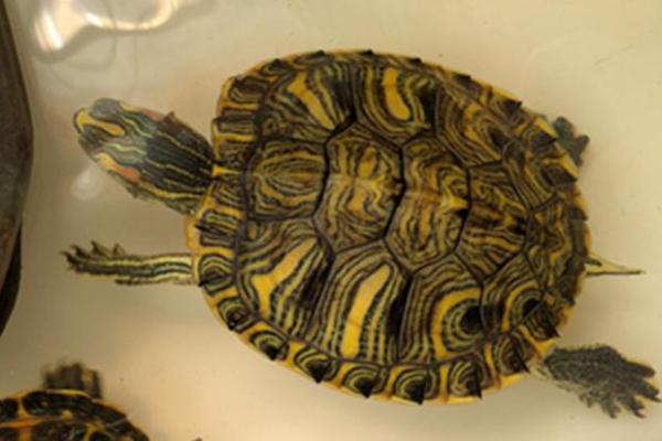 黄耳龟和巴西龟的区别，外观和品种均不同