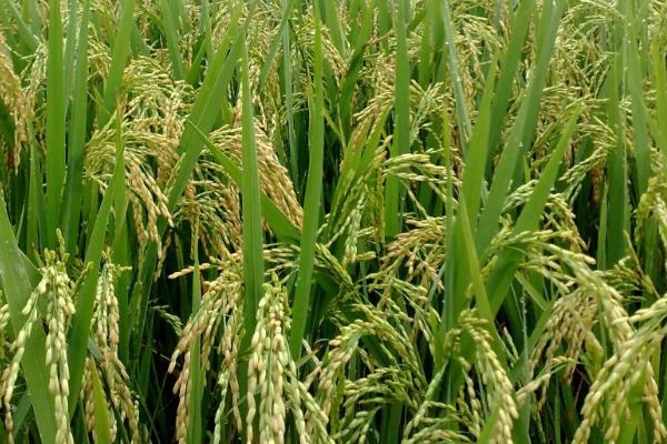 吉农大538水稻种子简介，粳型常规水稻品种