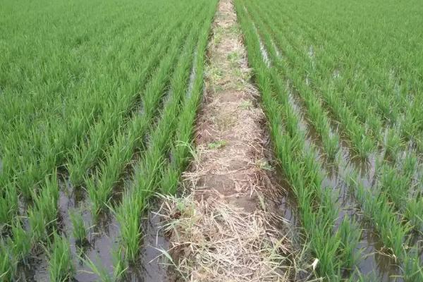 神农优452水稻种子特点，后期注意稻飞虱的防治