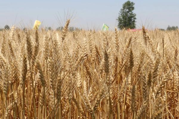 中麦89小麦品种的特性，9月28-10月8日播种