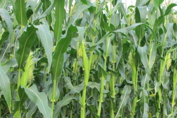 禾试992玉米种子介绍，适宜密度为4500株/亩左右