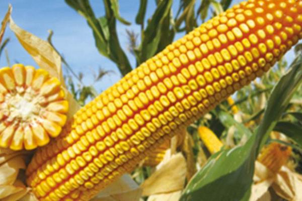 森玉213玉米种子介绍，适宜密度为4500株/亩左右
