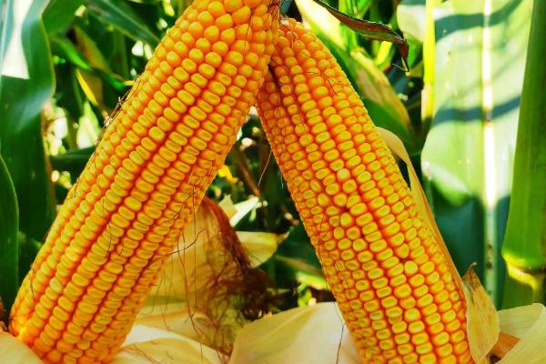 珺中706玉米品种简介，播种前种子应包衣防治地下害虫