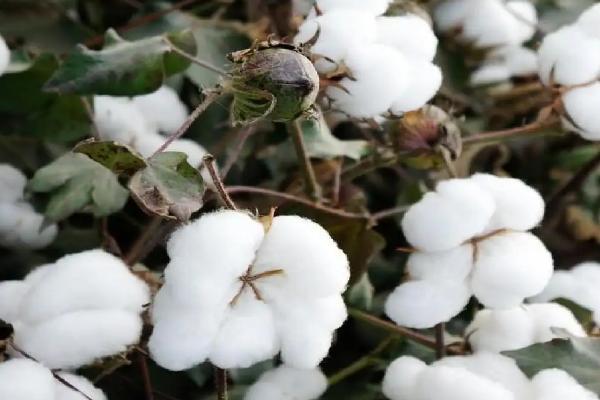 邯853棉花种子介绍，转基因抗虫常规棉品种