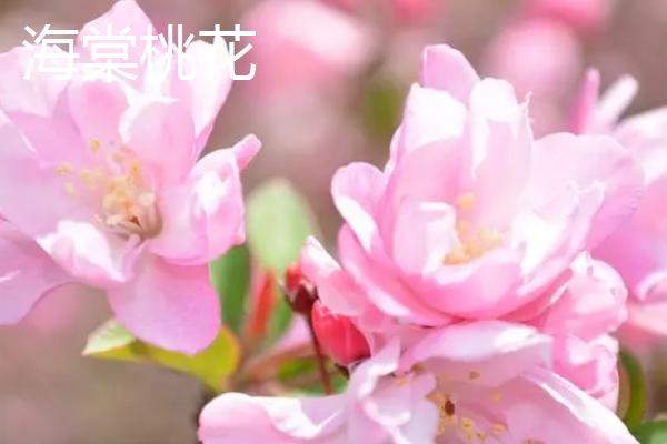 真樱花和假樱花有什么区别，前者为真实的植物、后者为人工仿造花朵