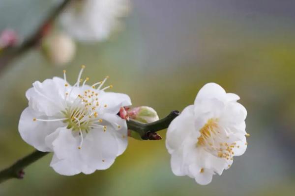 花的雅称是什么，有花中皇后、花中之王等