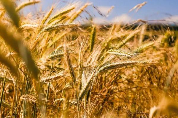 金瑞20小麦种子特征特性，进行1～2次病虫害防治