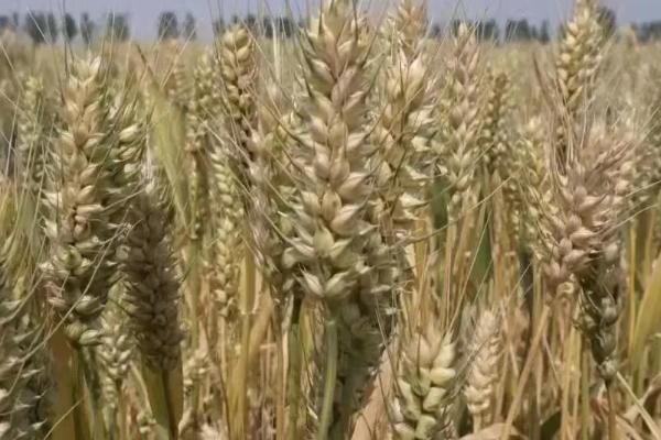 缘麦985小麦种子特点，该品种属半冬性中熟品种