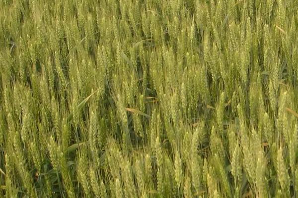 兆育麦6小麦品种的特性，高抗叶锈病