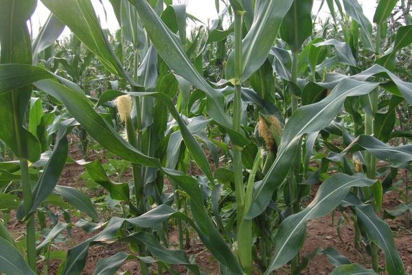 恒玉6号玉米种子简介，注意防治茎腐病和矮花叶病