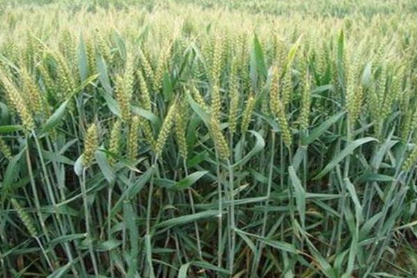 石麦29小麦品种的特性，播前药剂拌种防治地下害虫