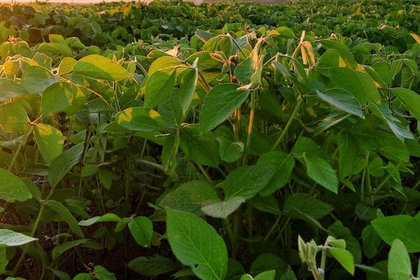 石豆15大豆品种的特性，中抗花叶病毒病7号株系