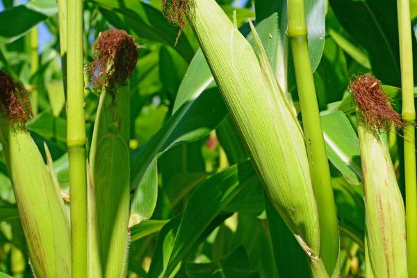 华玉107玉米种子特征特性，注意防治丝黑穗病