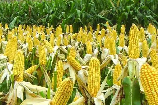 东单1781玉米种子特征特性，辽宁省春播生育期133天