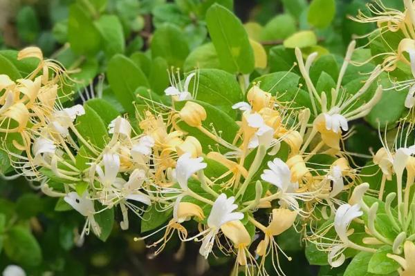 金银花落叶的原因，土壤不适、水肥管理不当等均会导致