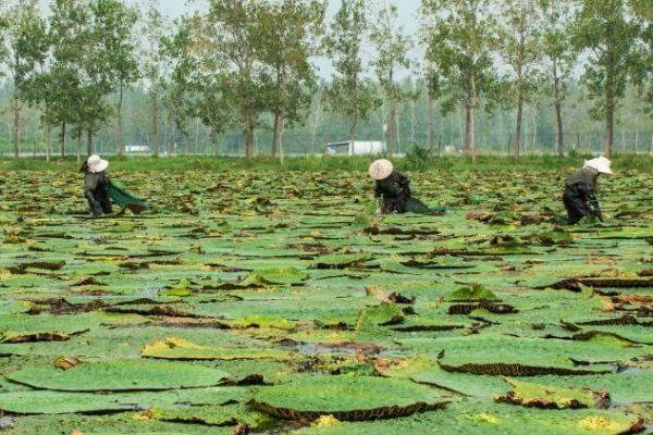 芡实的种植方法，施肥方法通常采用肥球深施或根外喷施