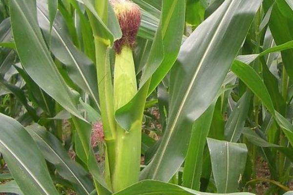 翔宇773玉米品种的特性，4月下旬至5月上旬播种