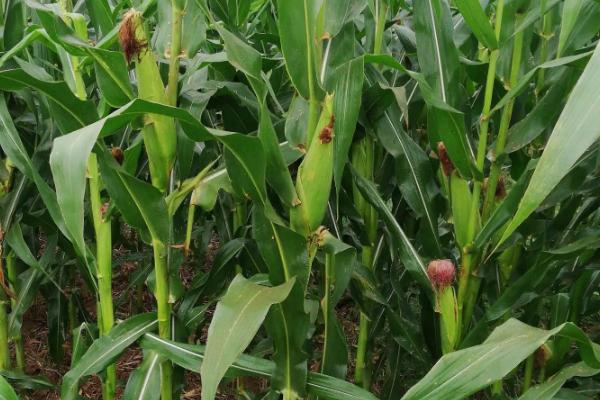 平安1735玉米种子特征特性，出苗至成熟129天