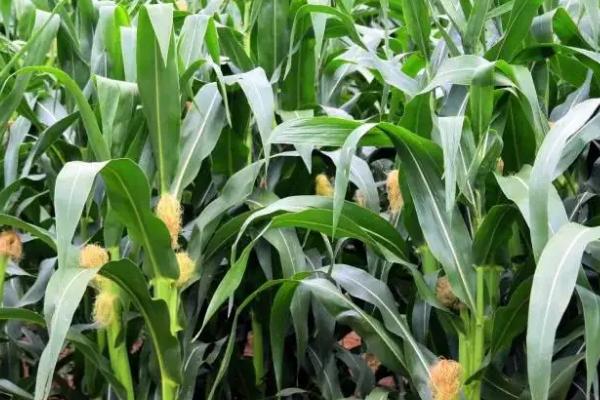 登海979玉米品种简介，4月下旬至5月上旬播种