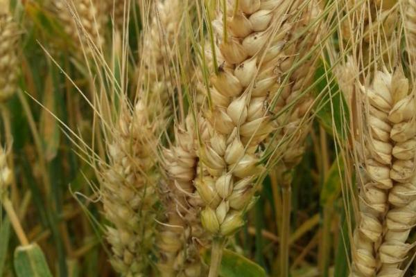 龙春166小麦品种简介，每亩用7.5～8克甲磺隆