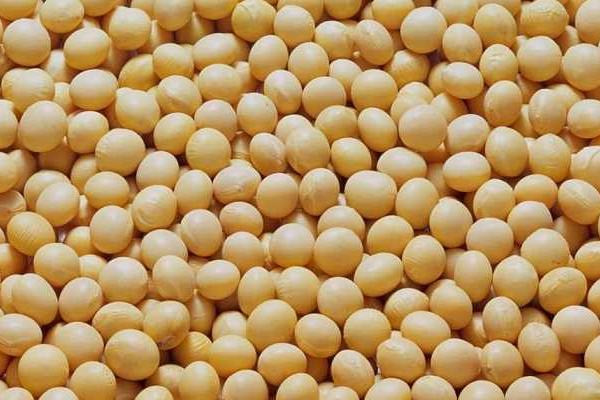 绥农56大豆种子特点，普通品种