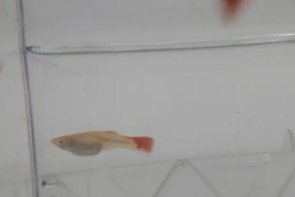 孔雀鱼生产注意事项，生产前需要准备单独的鱼缸