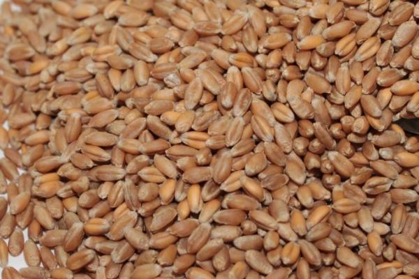 优良小麦的选用依据，根据生产水平、耕作制度等选用良种