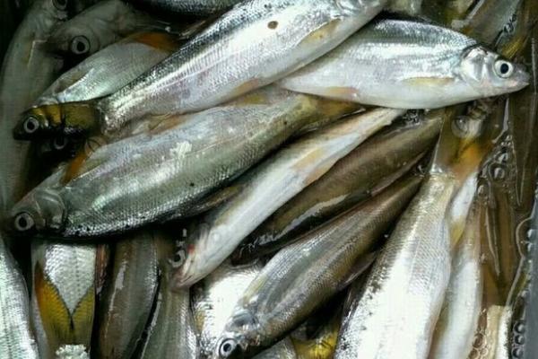 黄尾鱼怎么养殖，需提供丰富的天然饵料