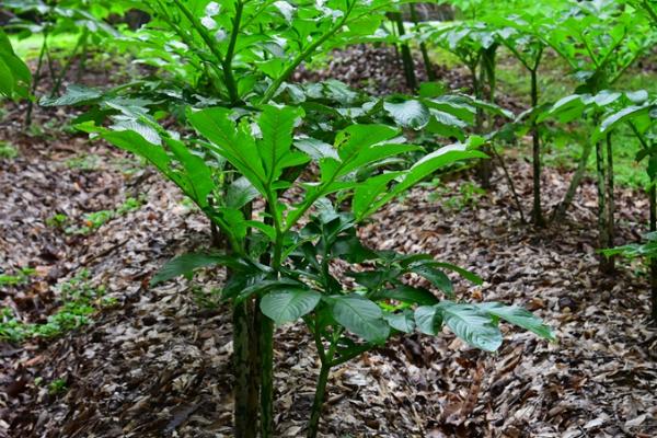 魔芋的种植方法，可春播或冬播