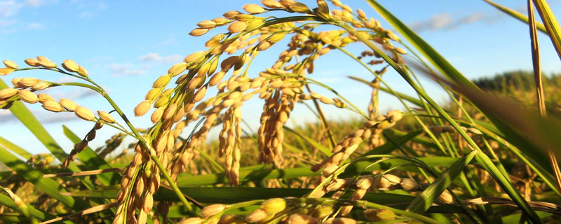 甬优7053水稻品种的特性，该组合属大穗大粒型品种