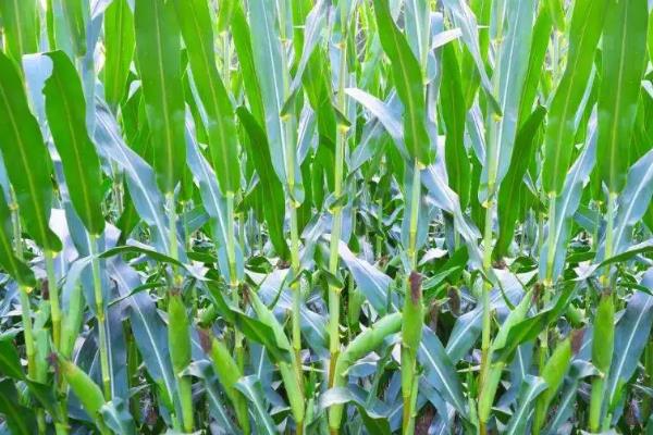 津玉17玉米种子特征特性，适宜密度为每亩5000株左右