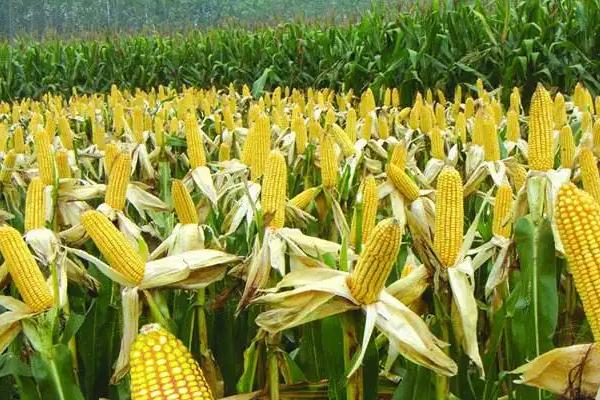 德瑞88玉米种子特点，适宜密度为每亩5000株左右