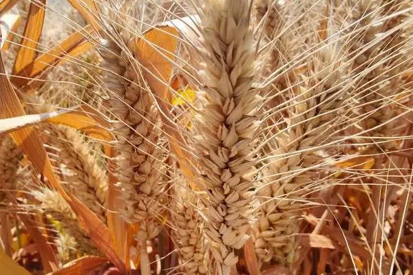 青农7号小麦种简介，每亩基本苗12～15万