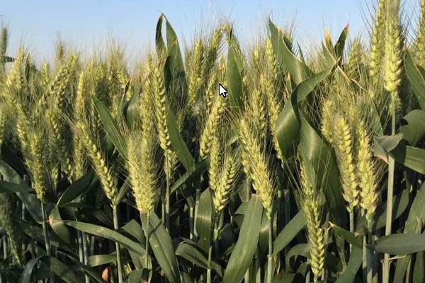 泰农108小麦种子简介，每亩基本苗15万左右