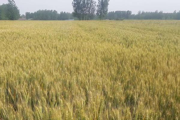 齐民11号小麦种子特征特性，每亩基本苗12～15万