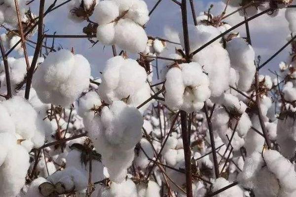 华棉1126棉花种子简介，及时防治虫害