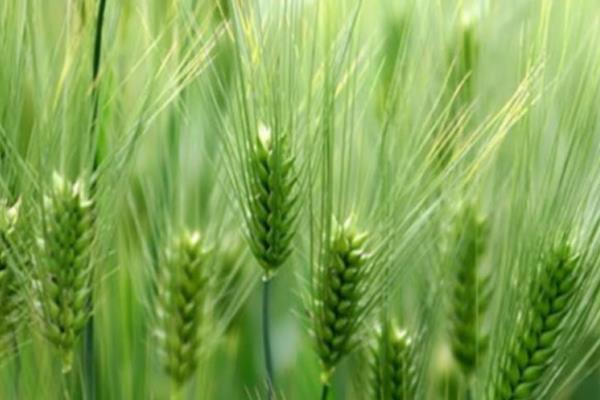 中麦875小麦种子特征特性，生育期200.1天