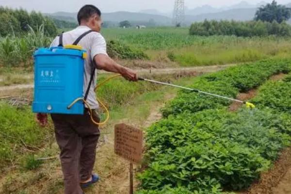 花生打了除草剂后几天能打套餐，通常要隔1周左右