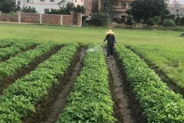 花生打了除草剂后几天能打套餐，通常要隔1周左右