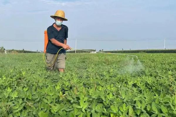 春花生啥时候施肥，幼苗期、开花期、结荚期和成熟期均需施肥