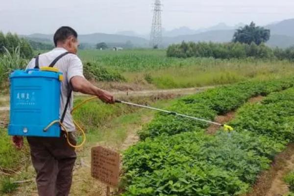 春花生啥时候施肥，幼苗期、开花期、结荚期和成熟期均需施肥