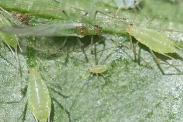 桃树谢花后常见虫害及防控措施，常见的有蚜虫、介壳虫等