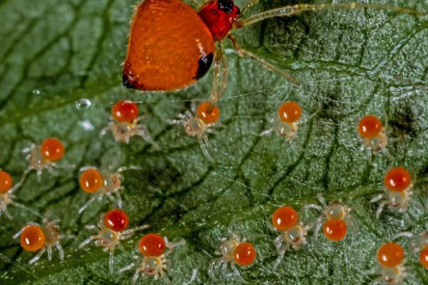 桃树谢花后常见虫害及防控措施，常见的有蚜虫、介壳虫等